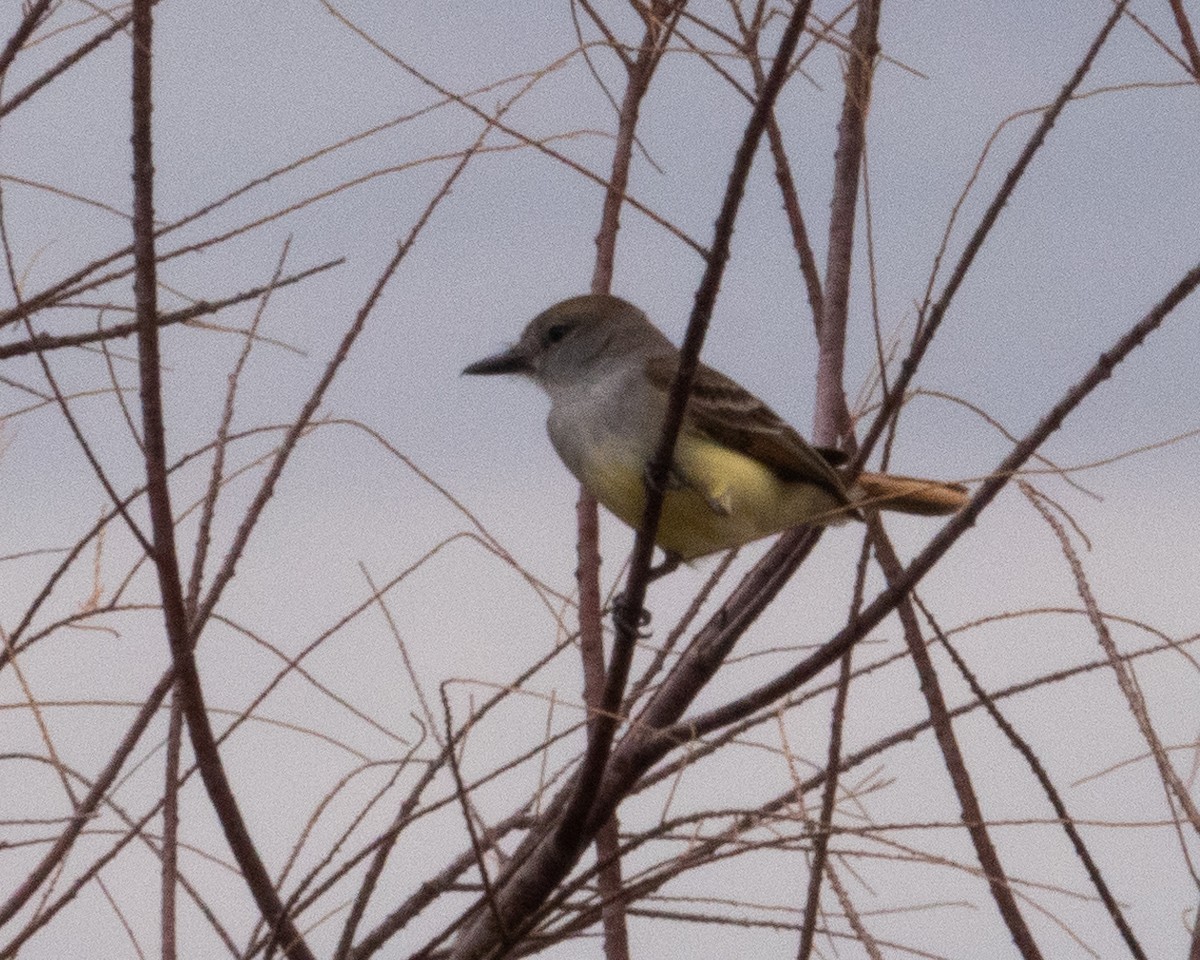 Western Kingbird - ML342572421