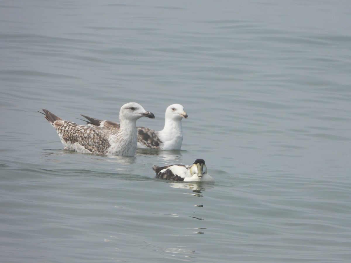 Common Eider - ML342572481