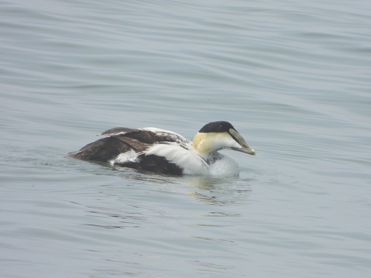 Common Eider - ML342572601