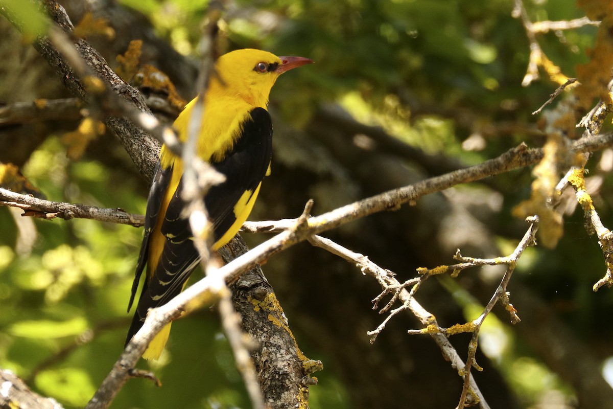 Eurasian Golden Oriole - ML342573931