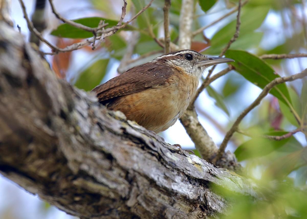 Carolina Wren - Jon Isacoff