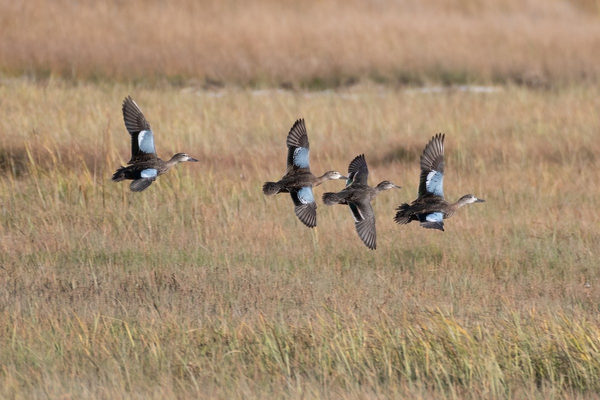 Blue-winged Teal - ML342575281