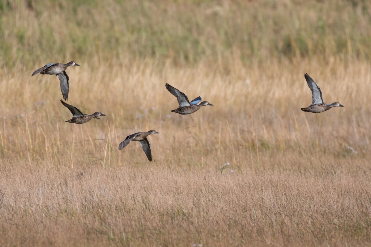 Blue-winged Teal - ML342575371