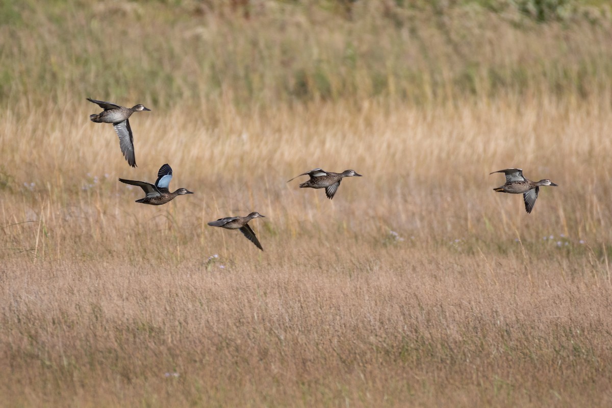 Blue-winged Teal - ML342575411