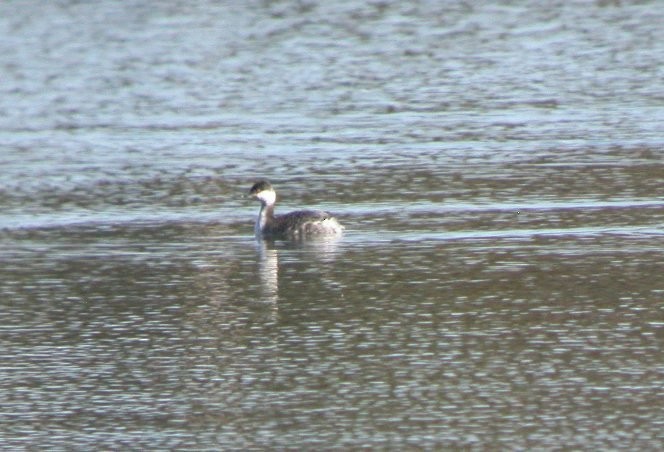 Horned Grebe - ML34257981