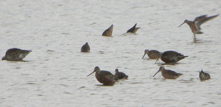 Hudsonian Godwit - ML34258031