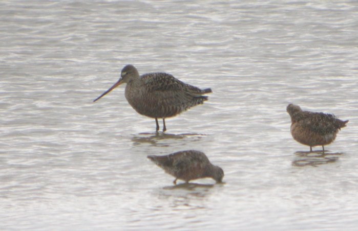 Hudsonian Godwit - ML34258041