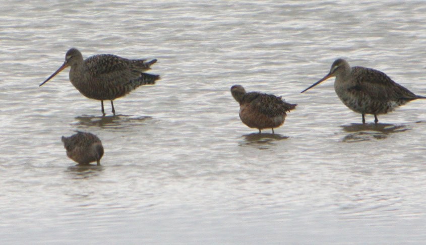 Hudsonian Godwit - ML34258051