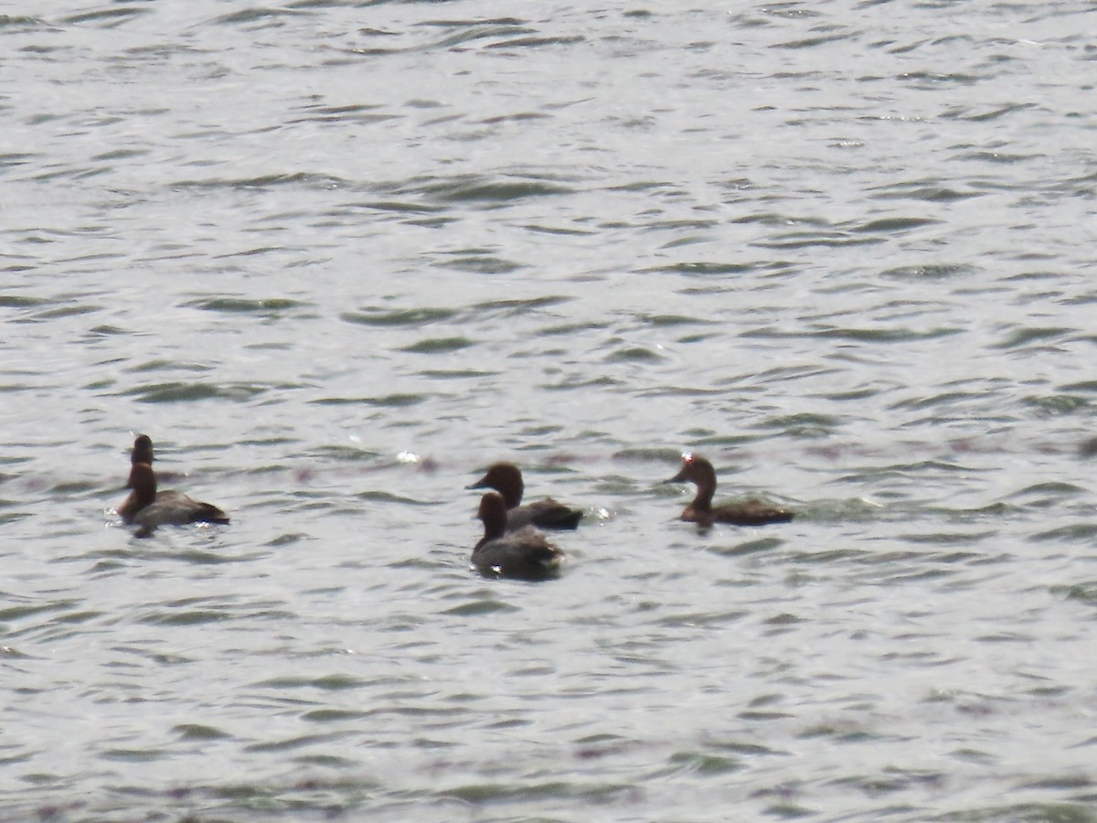 Murgilari burugorria - ML342581561