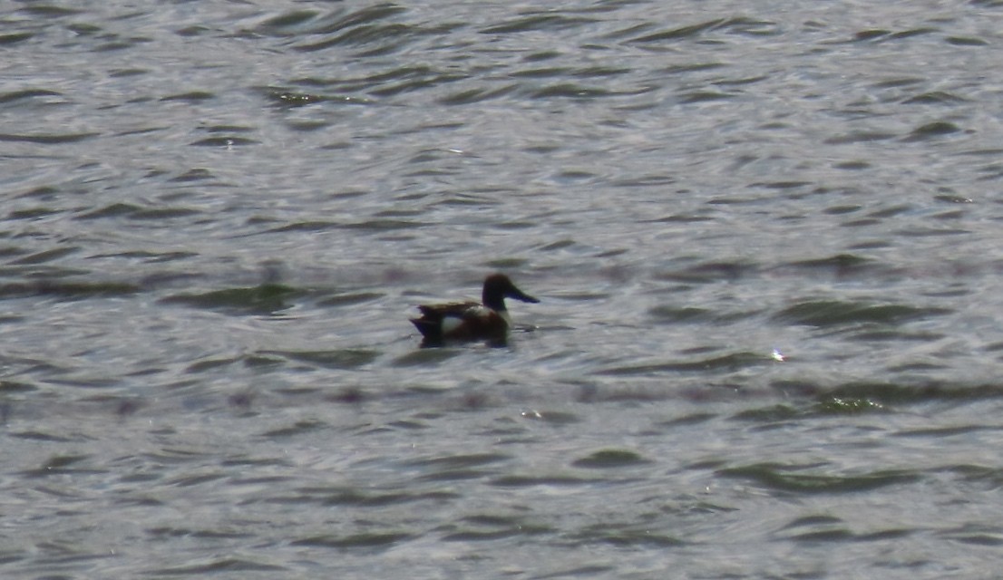 Ahate mokozabal zuria - ML342581581