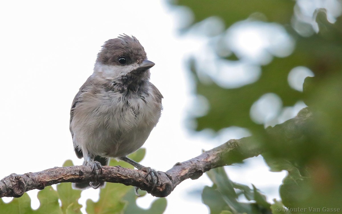 Sombre Tit - Wouter Van Gasse