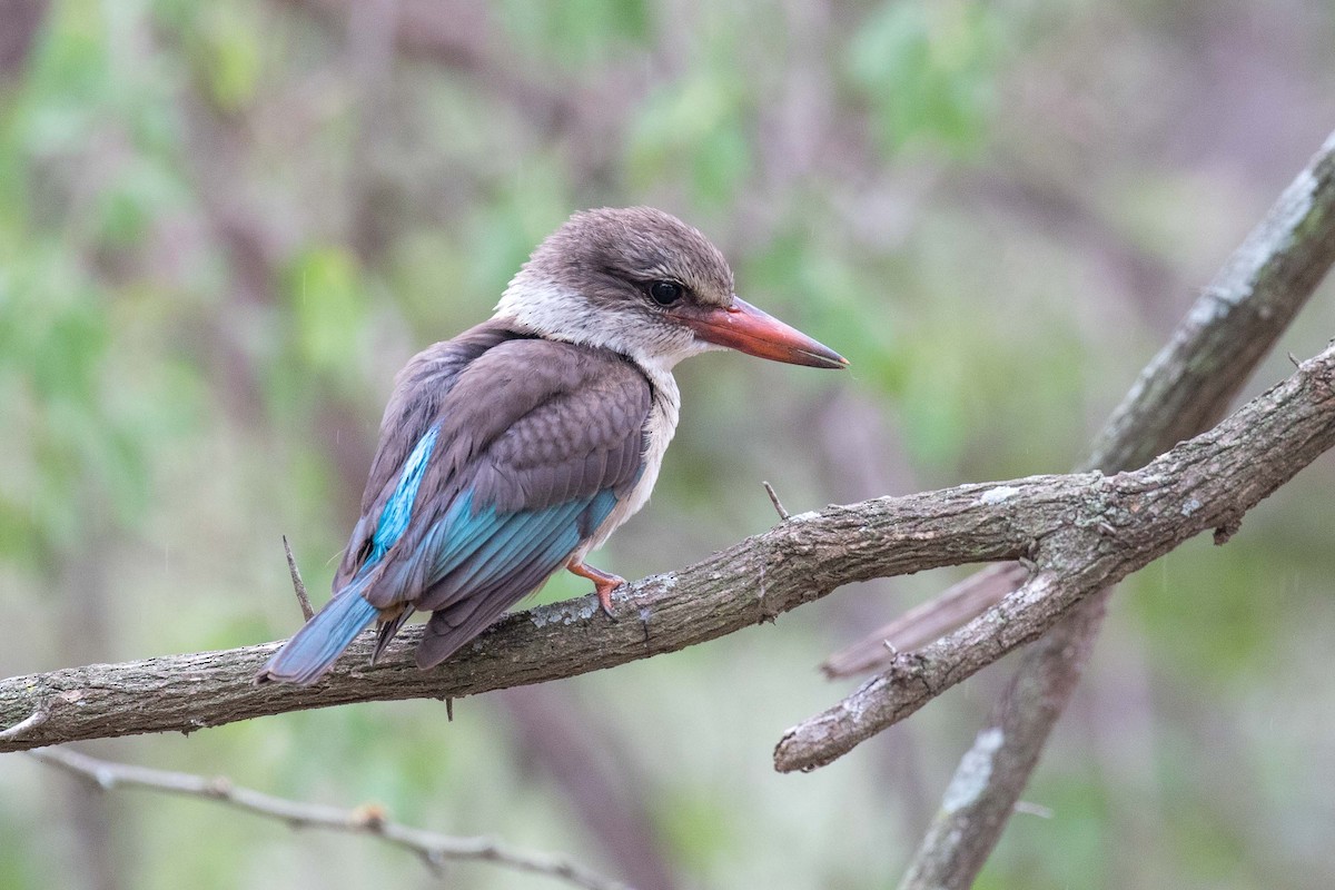 Brown-hooded Kingfisher - ML342581661