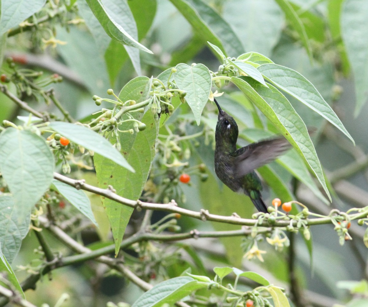 Emerald-chinned Hummingbird - ML34258171