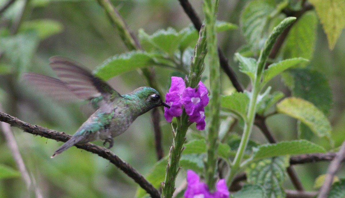 Emerald-chinned Hummingbird - ML34258181