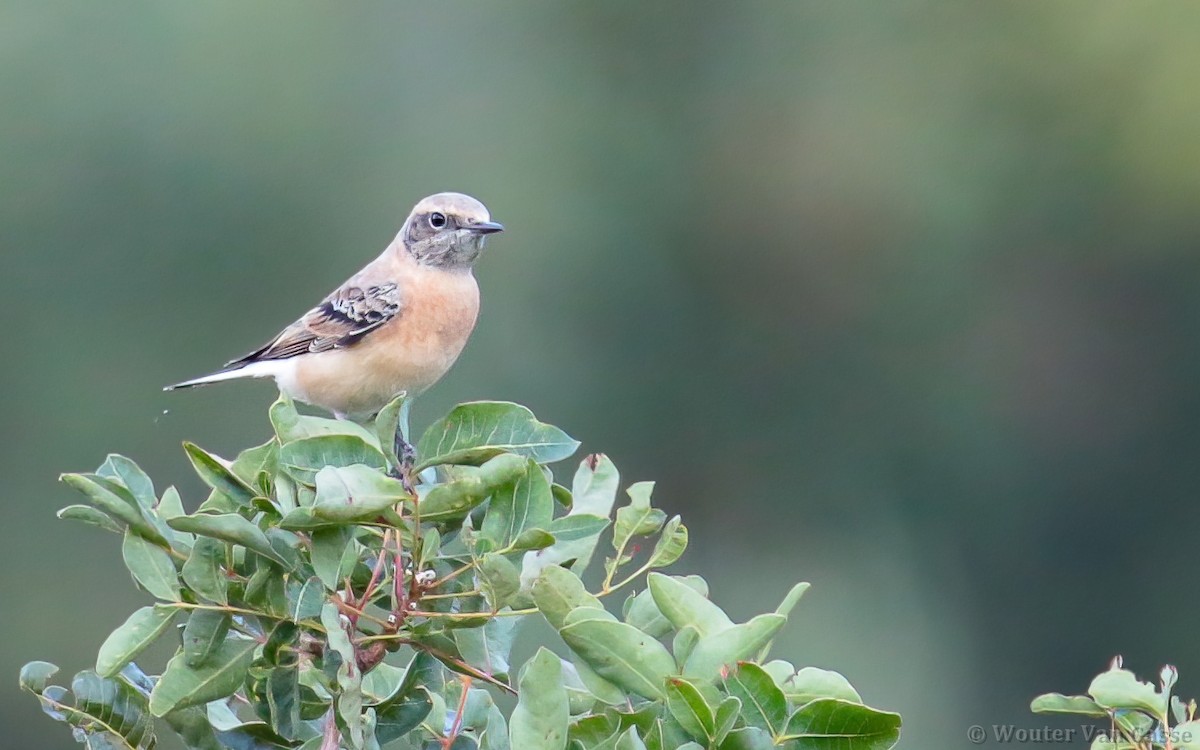 Eastern Black-eared Wheatear - Wouter Van Gasse