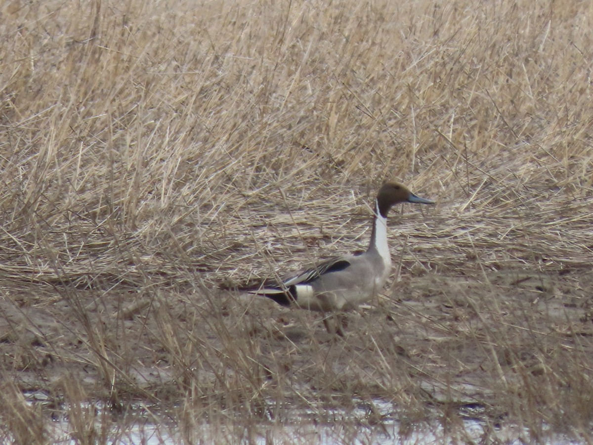 Northern Pintail - ML342581931