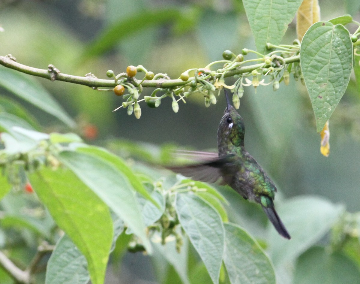 Emerald-chinned Hummingbird - ML34258201