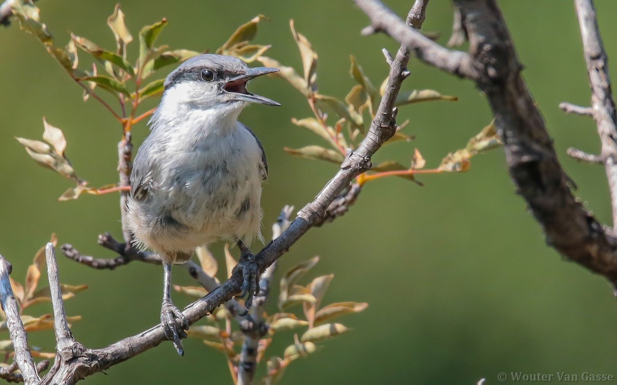 Western Rock Nuthatch - Wouter Van Gasse