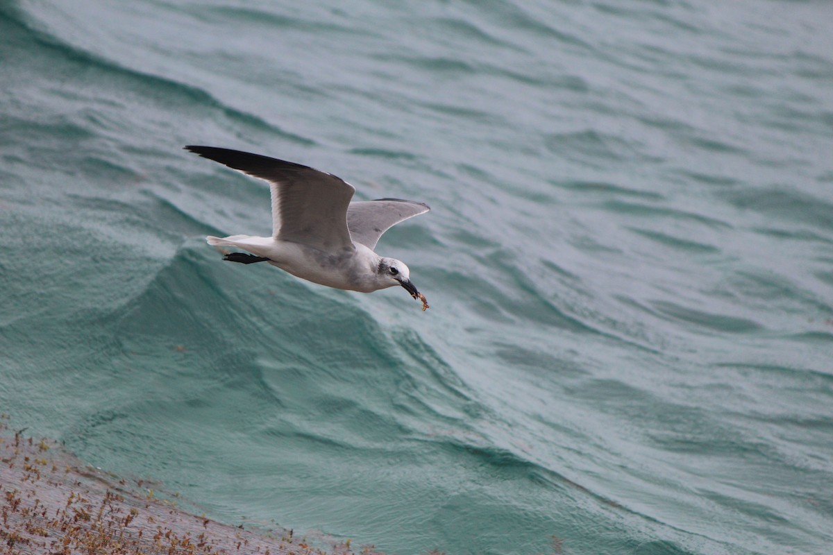 Laughing Gull - Belem Hernández