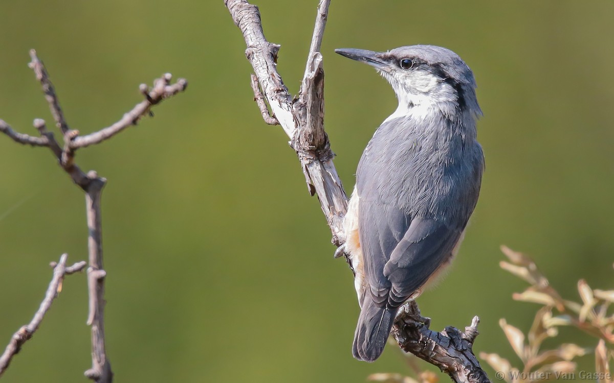 Western Rock Nuthatch - Wouter Van Gasse