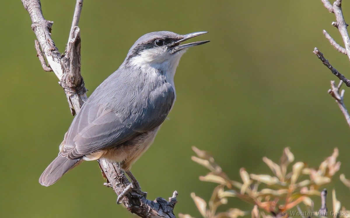 Western Rock Nuthatch - Wouter Van Gasse