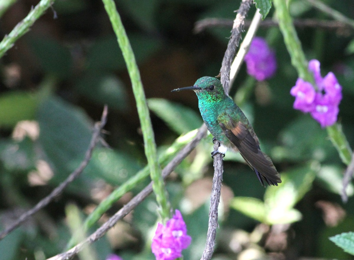 Blue-tailed Hummingbird - ML34258321
