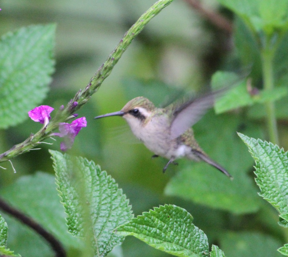 White-eared Hummingbird - Georges Duriaux