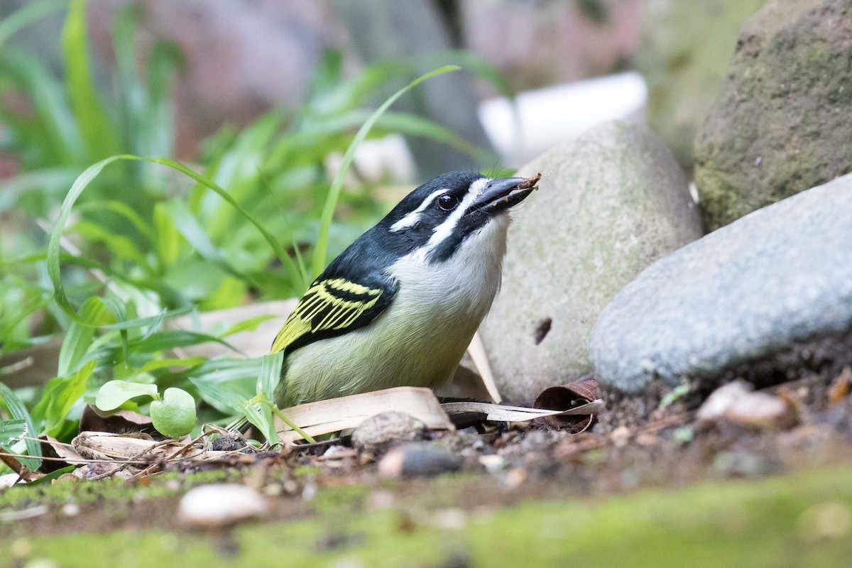 Yellow-rumped Tinkerbird - ML342583691