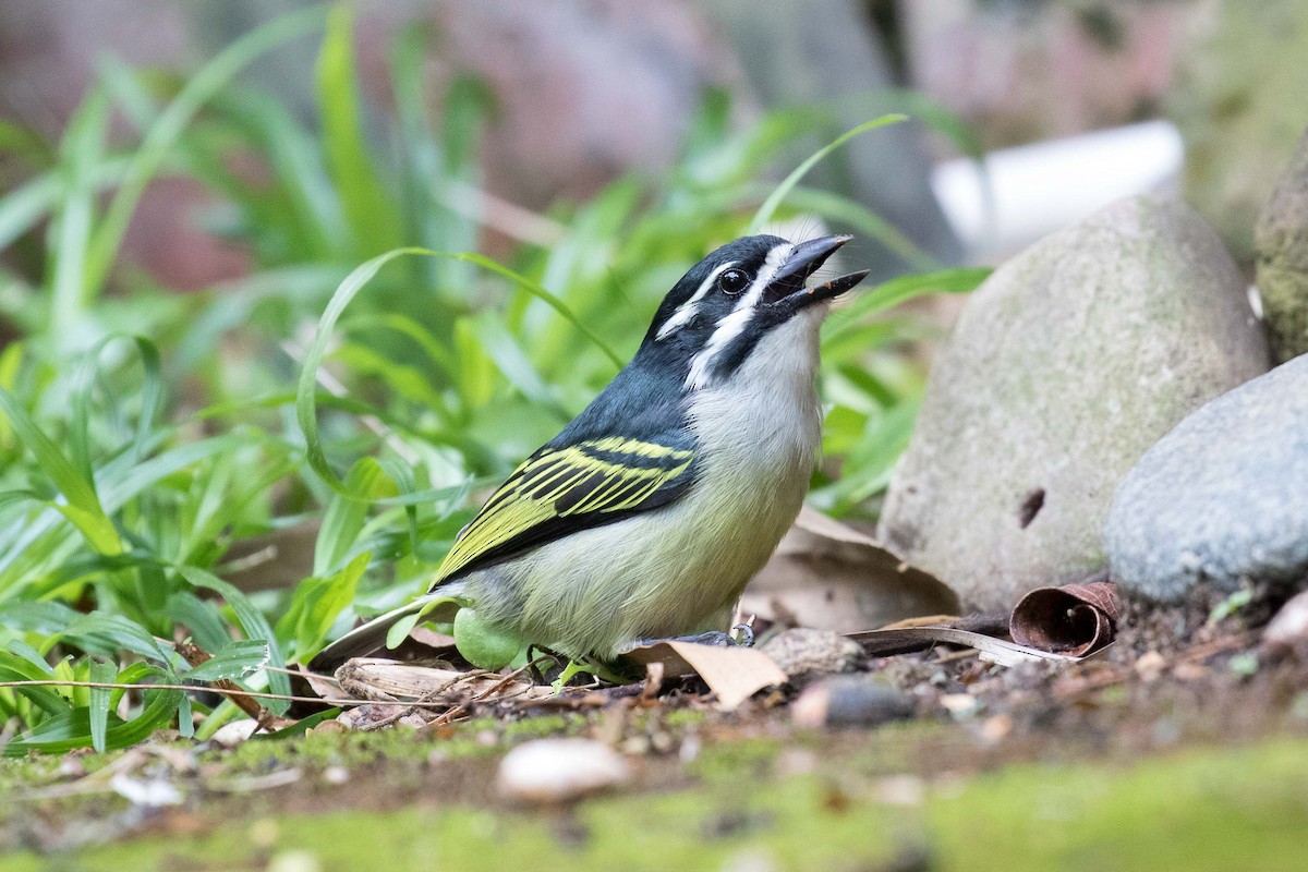 Yellow-rumped Tinkerbird - ML342583701