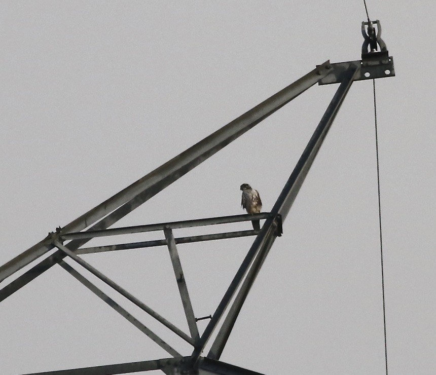 Prairie Falcon - ML342584101
