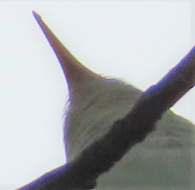 Yellow-billed Cuckoo - ML342584181