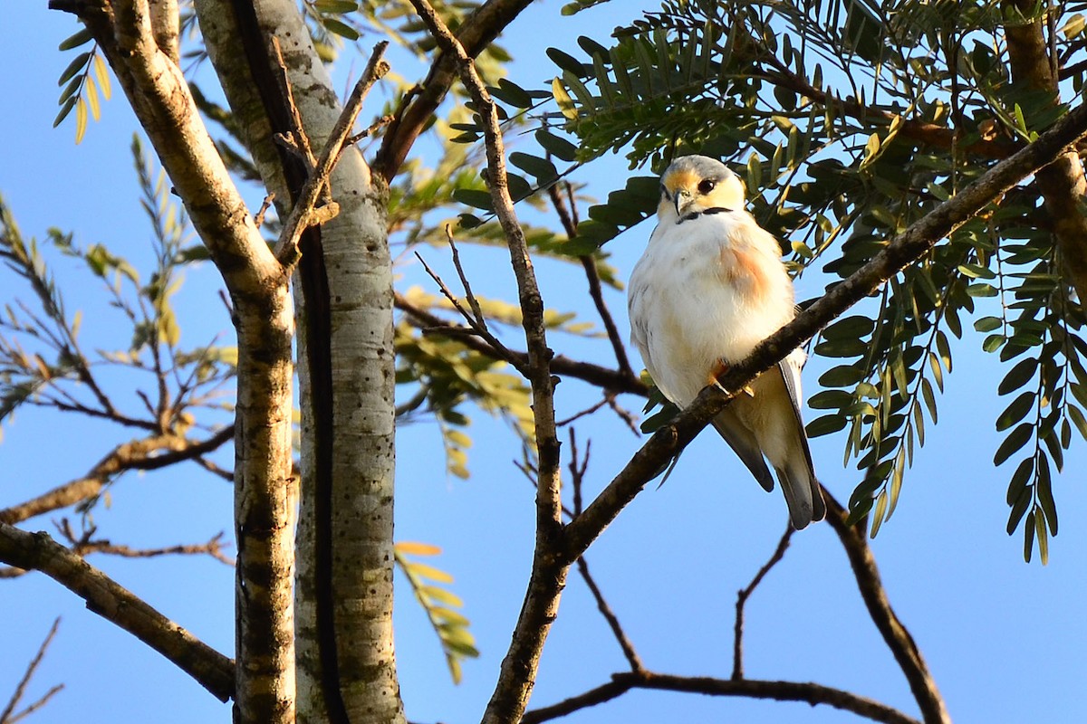 Pearl Kite - ML342585011