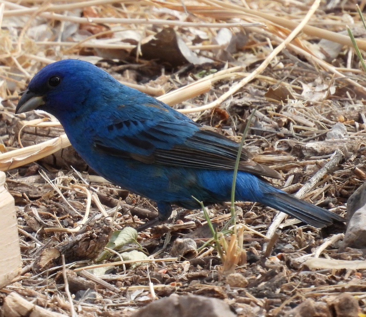 Indigo Bunting - ML342585031