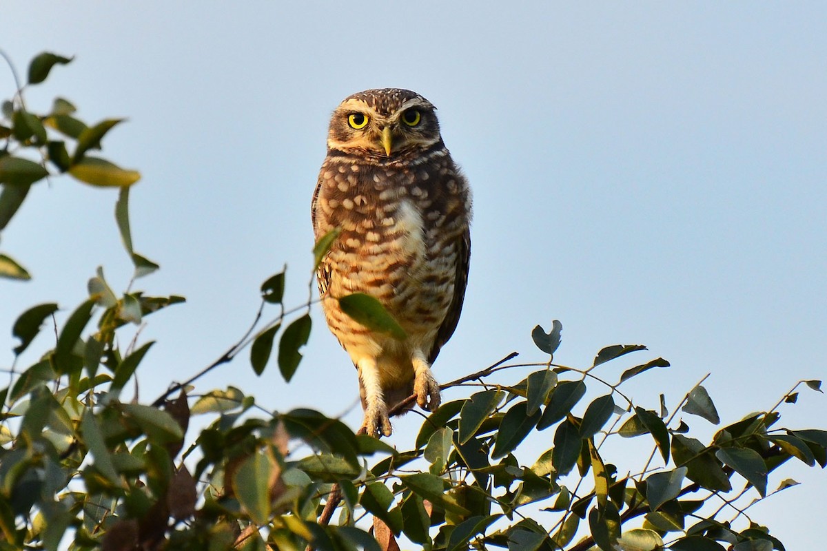 Burrowing Owl - Ubaldo Bergamim Filho