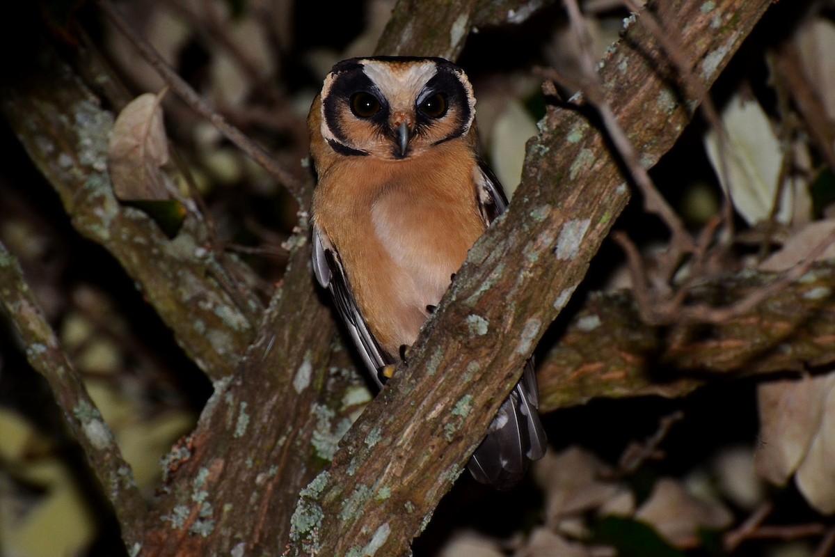 Buff-fronted Owl - ML342585291