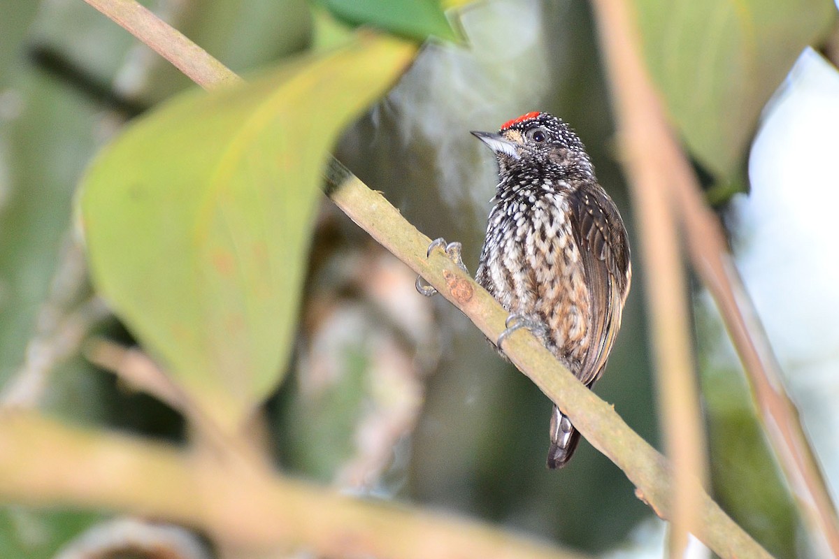 White-wedged Piculet - Ubaldo Bergamim Filho