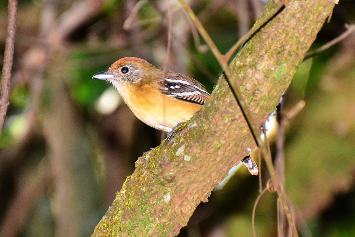 Planalto Slaty-Antshrike - ML342585521