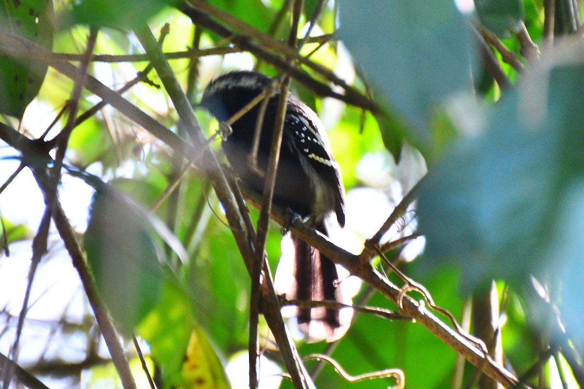 Black-bellied Antwren - ML342585581