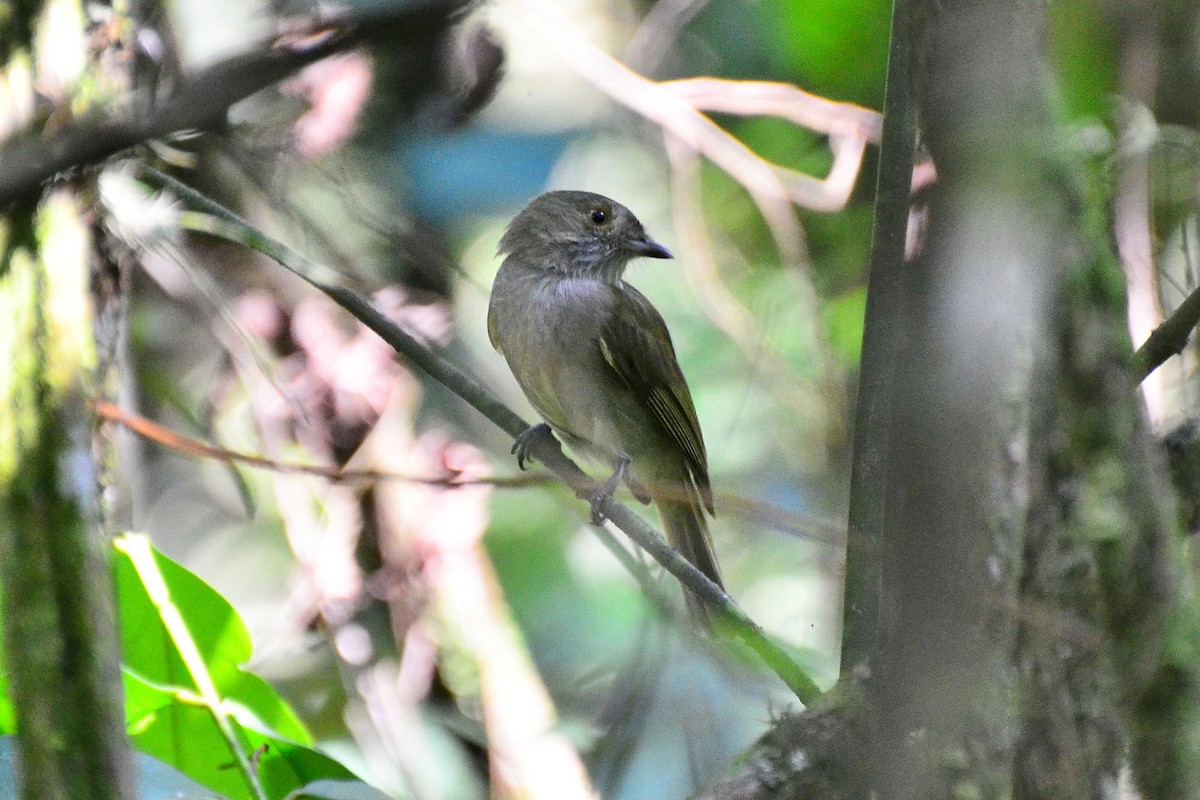 Pale-bellied Tyrant-Manakin - Ubaldo Bergamim Filho