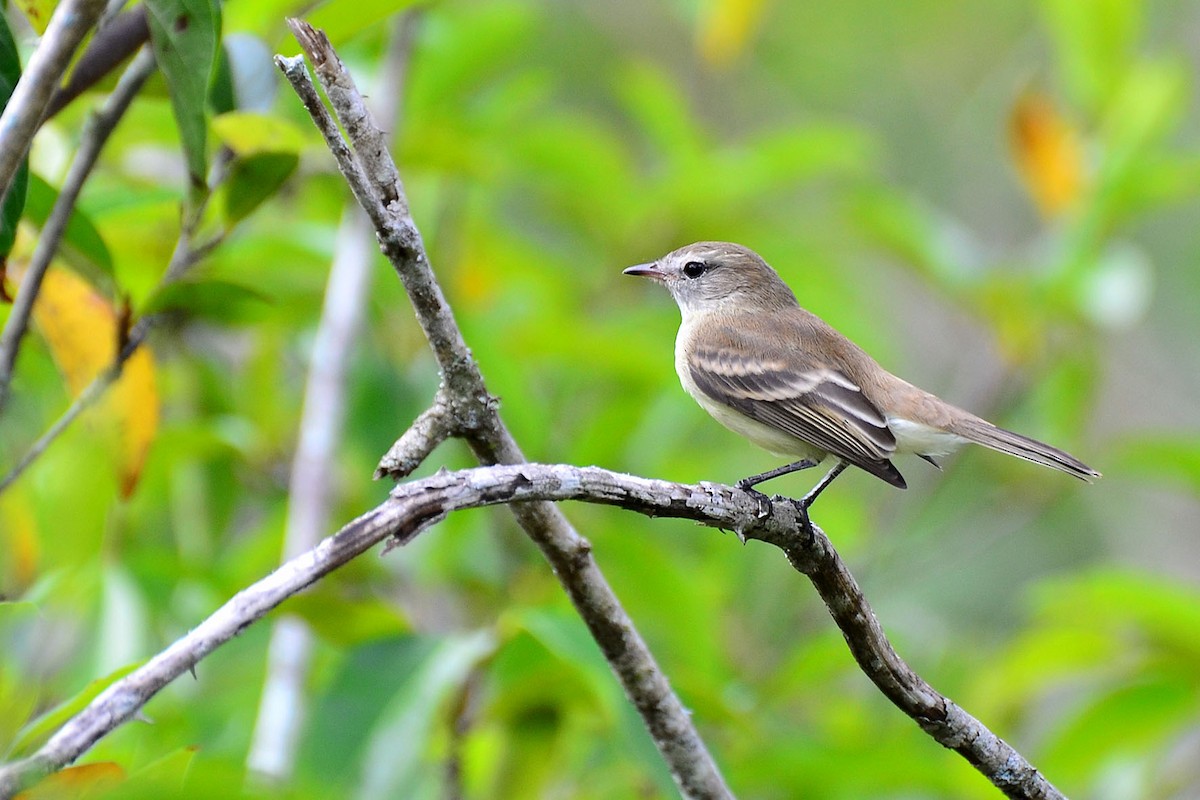 Southern Mouse-colored Tyrannulet - ML342585801