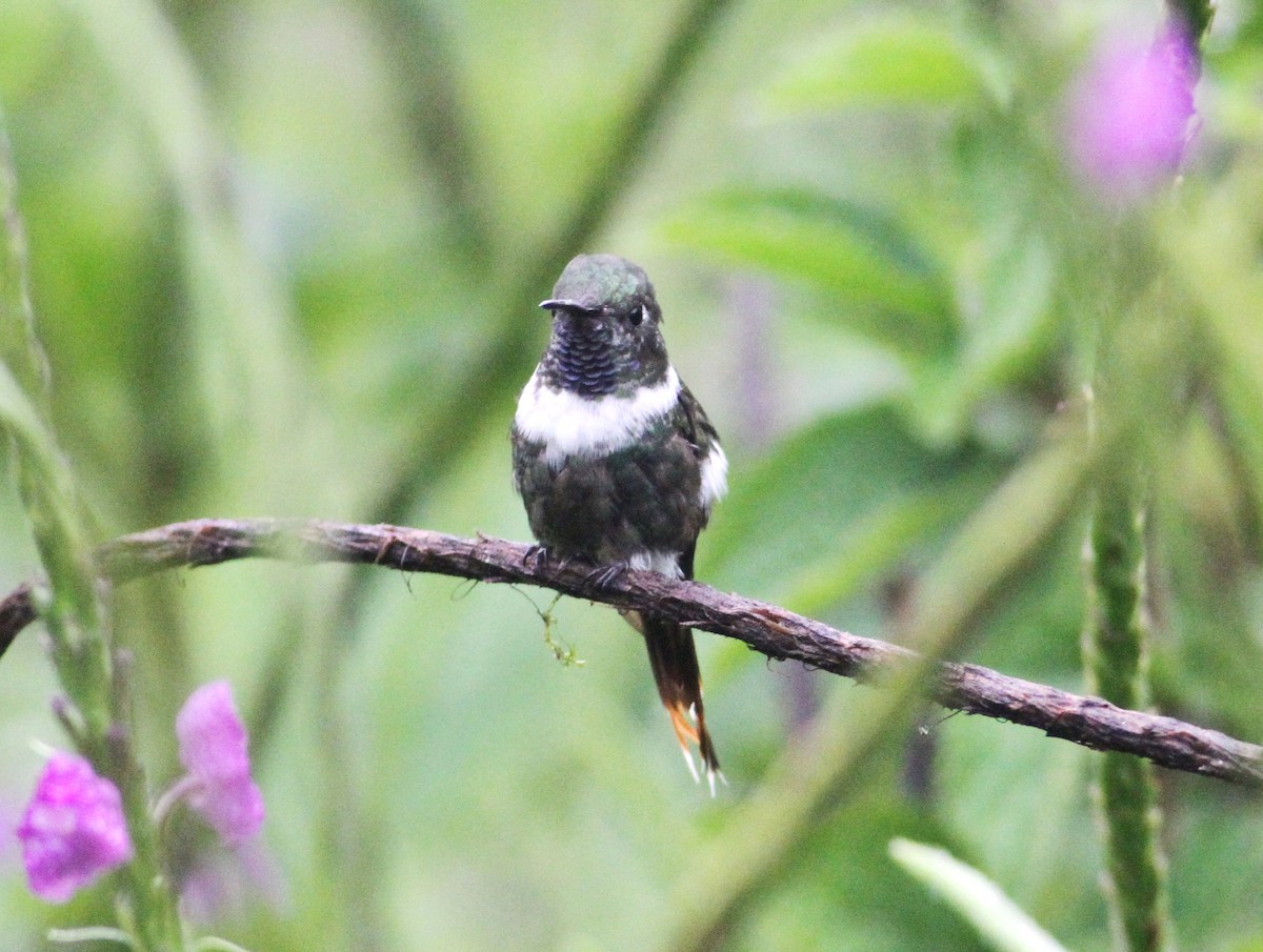 Sparkling-tailed Hummingbird - ML34258581