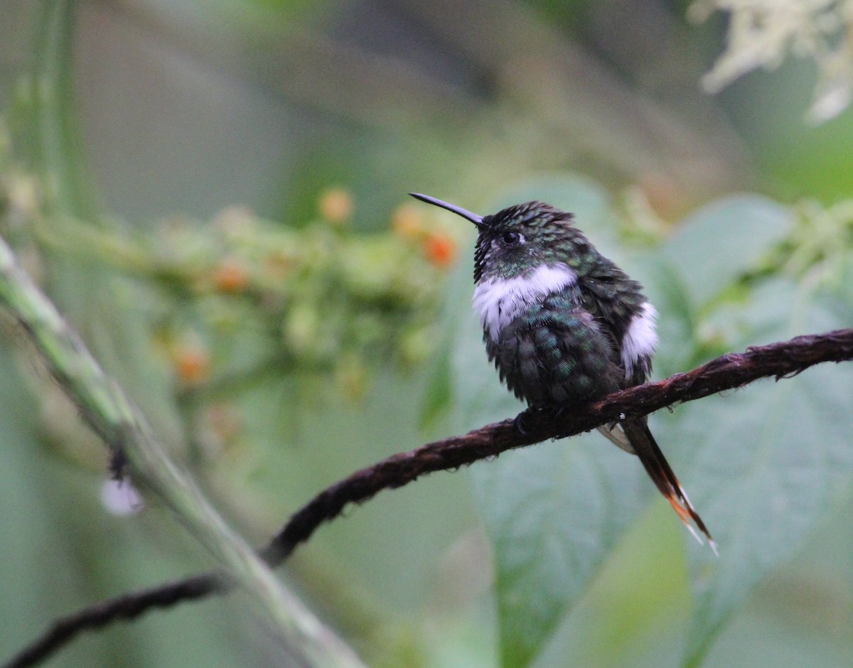 Sparkling-tailed Hummingbird - ML34258591