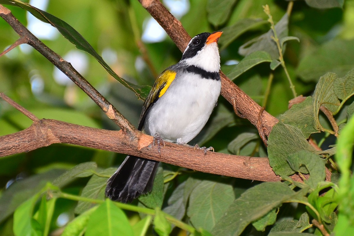 Saffron-billed Sparrow - ML342586101