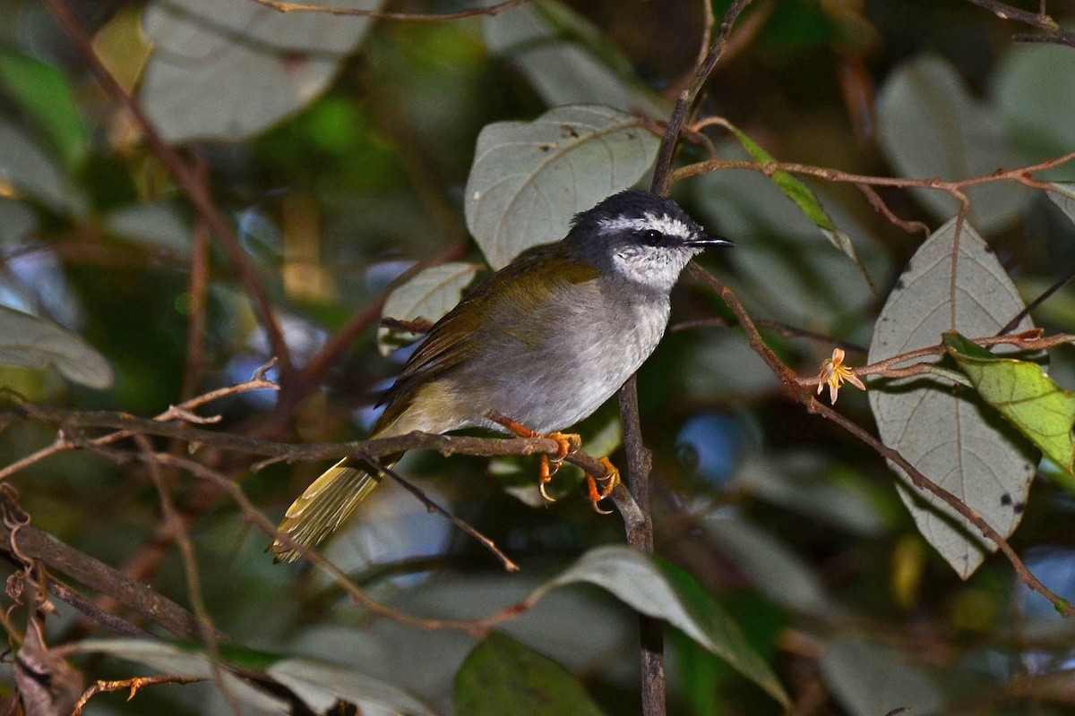 White-striped Warbler - ML342586191