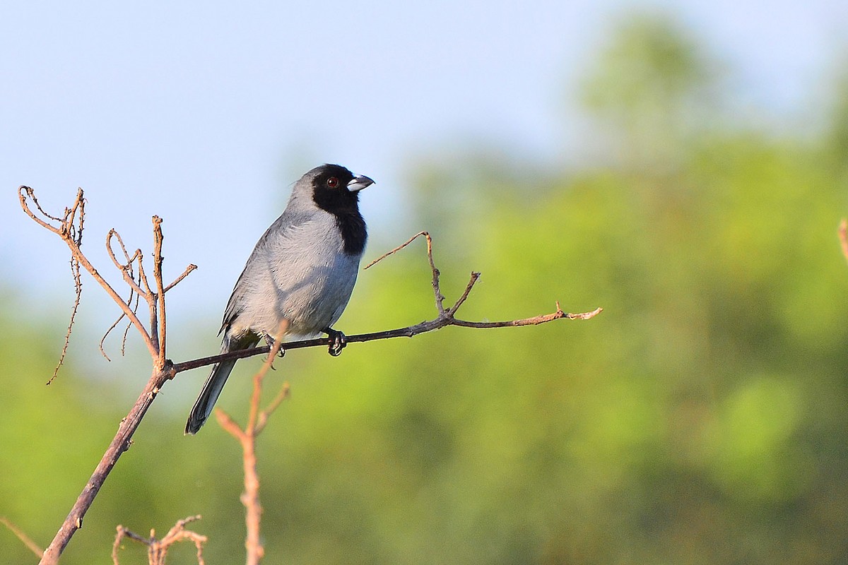 Black-faced Tanager - ML342586351