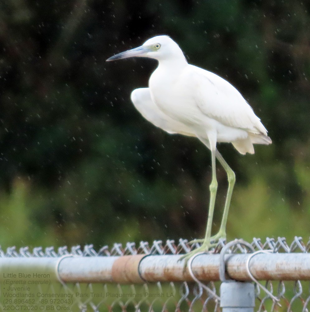 Little Blue Heron - ML342586601