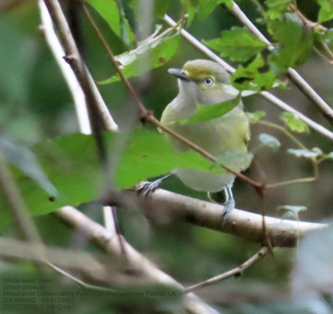 White-eyed Vireo - ML342586651