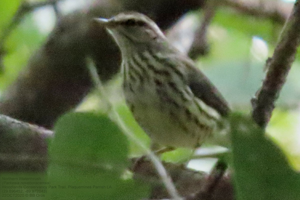 Northern Waterthrush - ML342586681