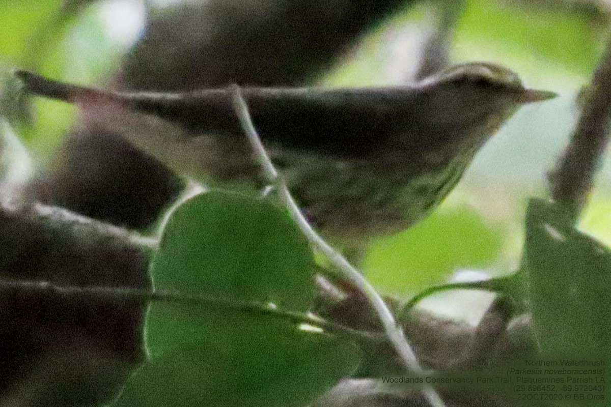 Northern Waterthrush - ML342586691