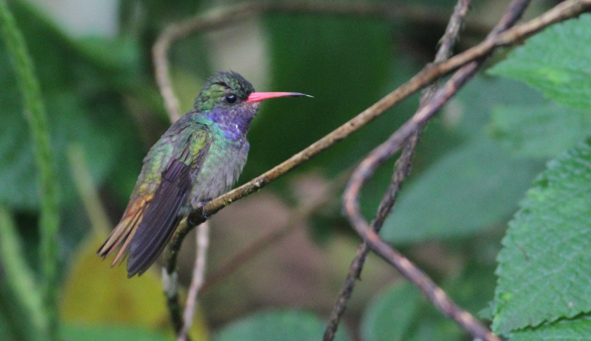 Blue-throated Goldentail - ML34258681